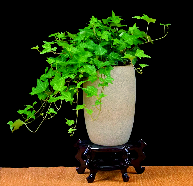 常春藤養護與日常保潔指南 為家居注入盎然綠意與潔凈